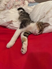 Kitten sleeping good on bed 