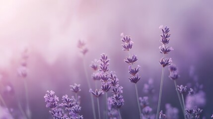 Obraz premium Serene abstract lavender cloud