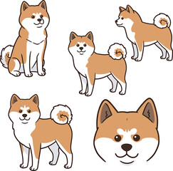 Obraz premium Akita Dog breed vector