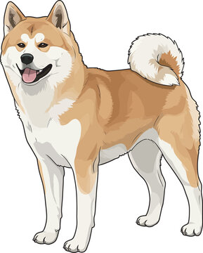 Akita Dog breed vector