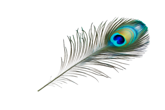 A peacock feather displaying an array of vibrant colors