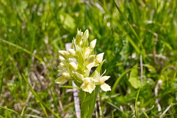 Orchidea gialla di montagna in alto adige