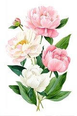 Fototapeta premium Beautiful watercolor illustration of peony flowers in various shades, showcasing delicate petals and lush green leaves, perfect for floral design and decoration projects