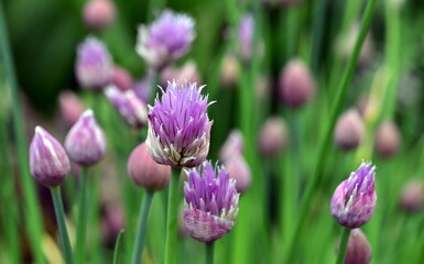 Fototapeta premium Nahaufnahme von blühendem Schittlauch