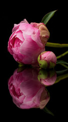  blooming pink peony and its bud rest against a black surface, beautifully mirrored below, highlighting the flower’s elegance and vibrant detail