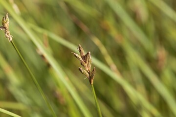 Inflorescence of a quaking sedge, Carex brizoides
