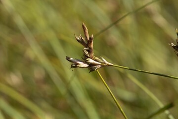 Inflorescence of a quaking sedge, Carex brizoides