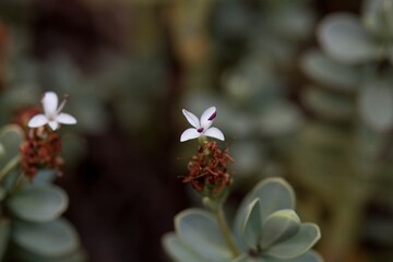 Flower of a thick-leaved speedwell, Hebe pinguifolia