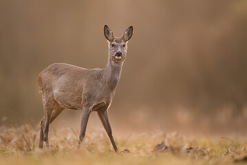 Roe deer female ( Capreolus capreolus ) © Piotr Krzeslak