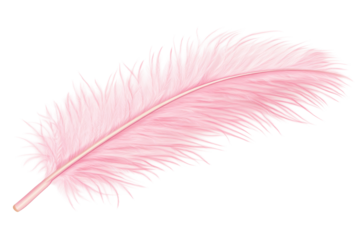 Soft pink feather with fine details on a transparent background