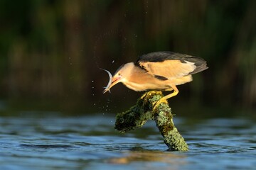 Little bittern ixobrychus minutus bird rain water in pond wetland wading shorebirds waders young nature wildlife cute darling, beautiful animal, lovely animal, ornithology, fauna wildlife Europe