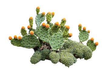 Vibrant orange prickly pear cactus on clear background