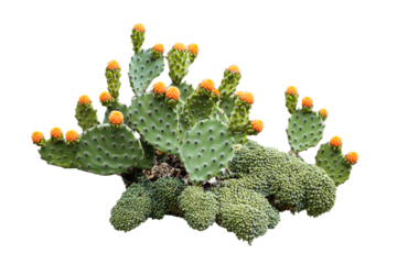 Vibrant orange prickly pear cactus on clear background