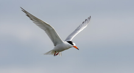 Obraz premium Elegant Tern in Flight: A Stunning Avian Capture
