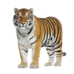 Obraz premium Majestic tiger stands confidently, showcasing its striking orange and black striped fur. tiger powerful build and intense gaze convey strength and grace, embodying essence of wild