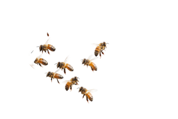 Bees collecting nectar around a honeycomb in a bright environment with a white background