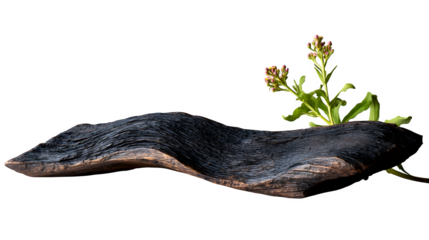 A vintage piece of burnt wood with soft, curved edges, perfect for home interiors or curved furniture pieces.