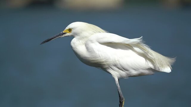 The little egret is a heron that lives in Brazil in Florian&oacute;polis
