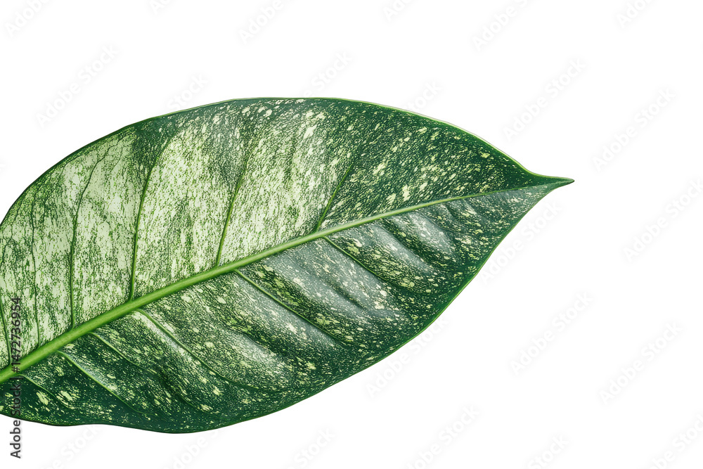 Poster Detailed close-up of a textured leaf showcasing intricate patterns and vibrant green tones set against a transparent background