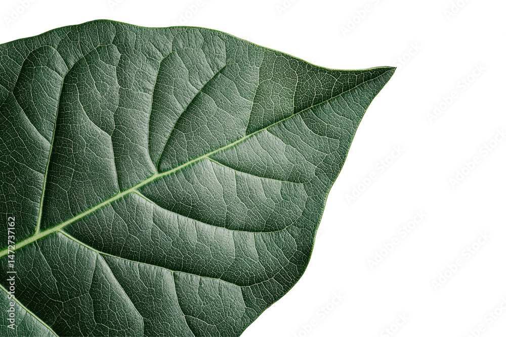 Poster Detailed close-up of a textured leaf showcasing intricate patterns and vibrant green tones set against a transparent background