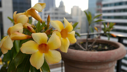 Yellow Allamanda in City Pot: Vibrant yellow Allamanda flowers bloom in a terracotta pot on a balcony, with a modern city skyline softly blurred in the background.