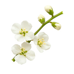White cherry blossom branch with delicate flowers and buds on green stem, isolated on transparency background. image captures simplicity and elegance of springtime blooms