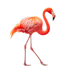 Fototapeta premium Striking Pink Flamingo Against a transparent Background
