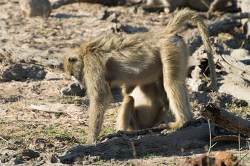 monkeys