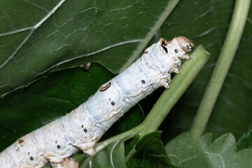 Two silkworms eating mulberry leaves.
