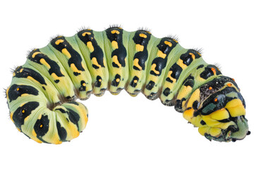 Naklejka premium Swallowtail caterpillar with pattern isolated on transparent background