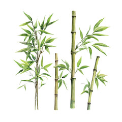 Obraz premium Drawing of four bamboo plants