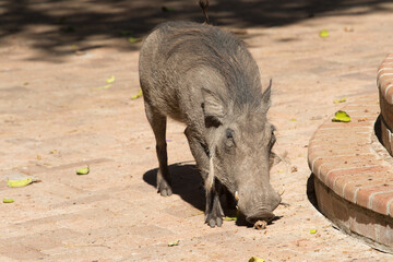 warthog 