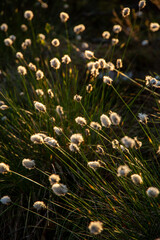 Blooming cottongrass in Kangari nature trail in May in Latvia
