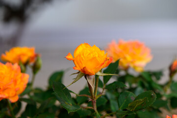 Closeup of Yellow Rose with Soft Light