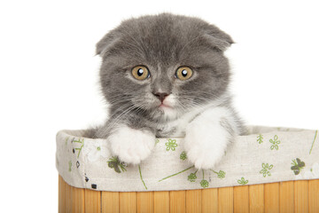 Playful Scottish Fold Kitten in Easter Basket Peek