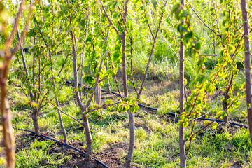 Fruit Trees in a garden nursery in rows with drip irrigation pipes. Growing plants for sale. Small business