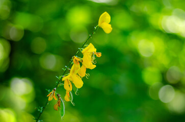 Yellow wild broom flowers blooming in spring forest with green bokeh background for nature and botanical concept