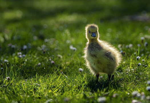 Cute fluffy gosling shines in spring meadow backlit golden light wildlife baby goose nature photography adorable bird portrait grassy field bokeh dew animal lovers heartwarming outdoor inspiration