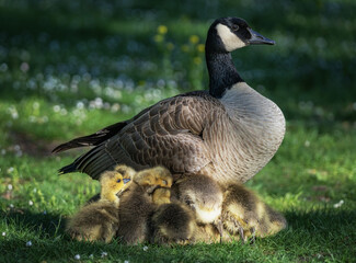 Tender vigilance of a Canadian goose sheltering downy hatchlings beneath springtime blossoms in dappled meadow light fine art nature photograph celebrating gentleness resilience renewal animal kinship