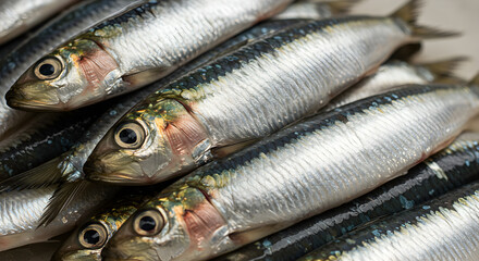 Fototapeta premium Freshly Caught Sardines Pile Displaying Silver Scales And Detailed Features
