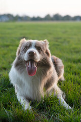 Border Collie lying on the  green grass.The dog smiles.