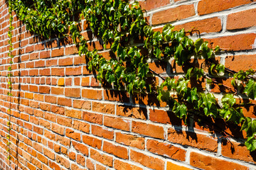 brick wall with ivy