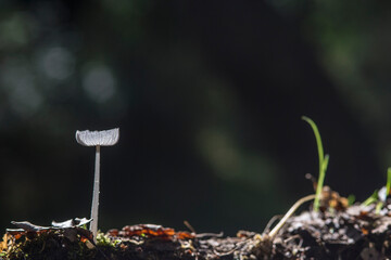 Hare'sfoot Ink-Cap Fungus - Coprinopsis lagopus Woodland Fungus