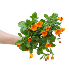 Square composition for use on social networks, male hand holding orange flowers on white background