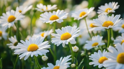 Fototapeta premium A field of white daisies in bright sunlight.