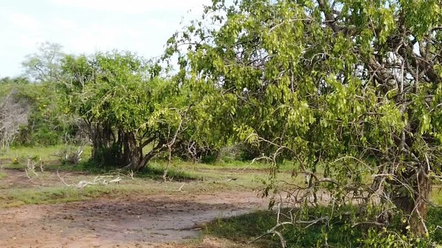 waran in yala national park 