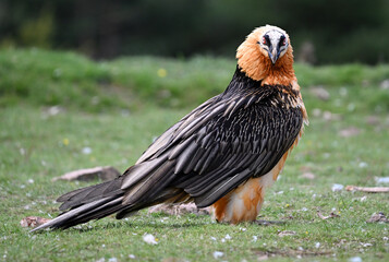 a majestic bearded vulture in spain