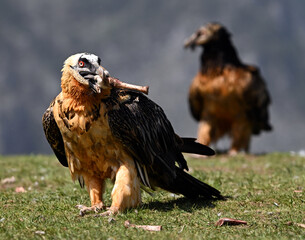 a majestic bearded vulture in spain