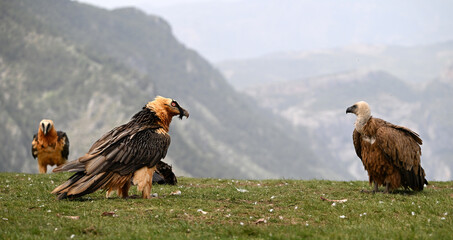 a powerful bearded vulture in spain