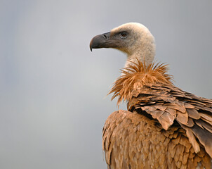 a griffon vulture on spain